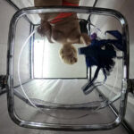 【素人】金髪ギャルがセクシー下着にお着替え│ティッシュシコレール│h_1825tssr02010