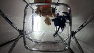 【素人】金髪ギャルがセクシー下着にお着替え│ティッシュシコレール│h_1825tssr02010